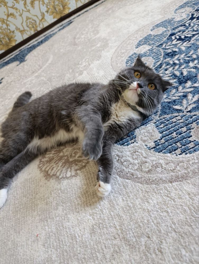 Продаётся Кот имя ЛЕО