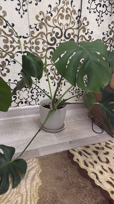 Комнатные растение