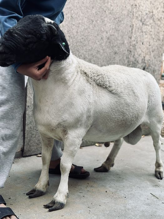 Дорпер баран КАЯ 2 года