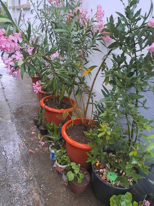 Vand flori Leandrii