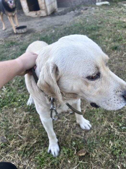 Donez  caine labrador