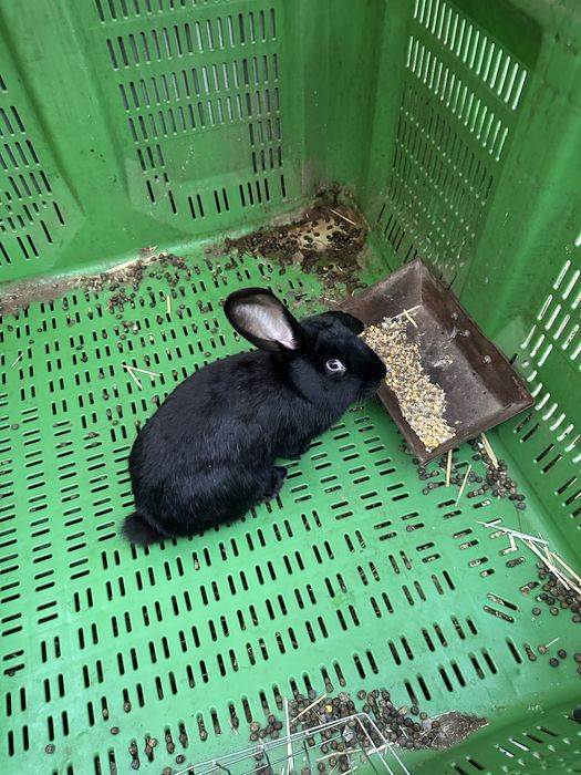 De vanzare o prereche de iepuri .