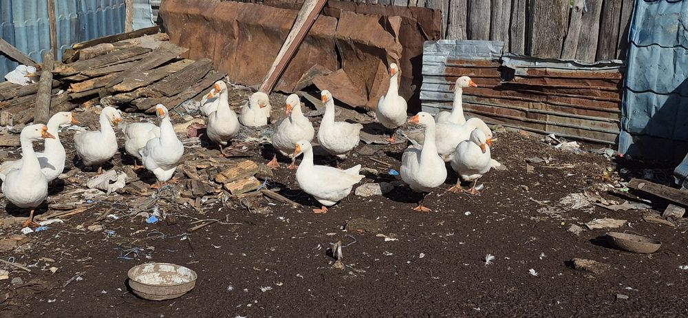 Gâște Românești.