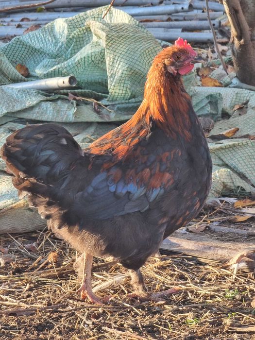 Vand sau schimb cocosi din anul asta