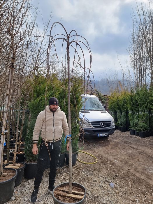 Cireș japonez ( prunus serulata kanzan )