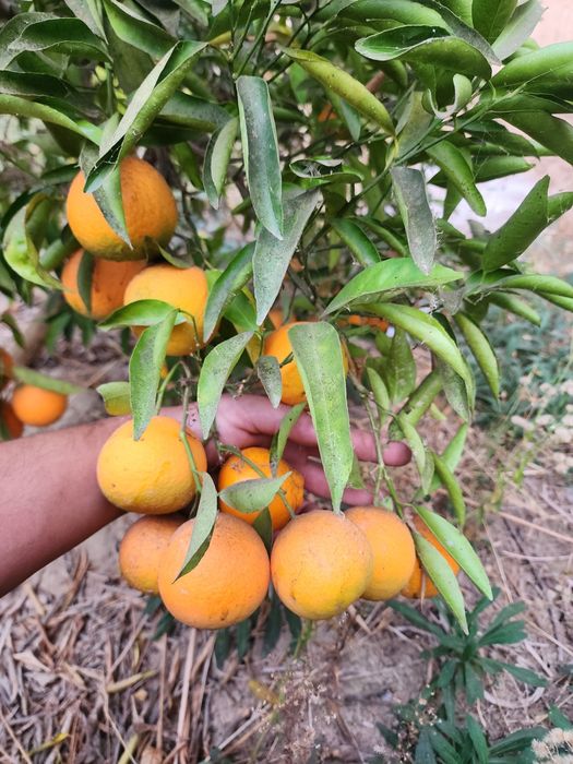 Mестний мандарин Апелсин мева сотилади оптим