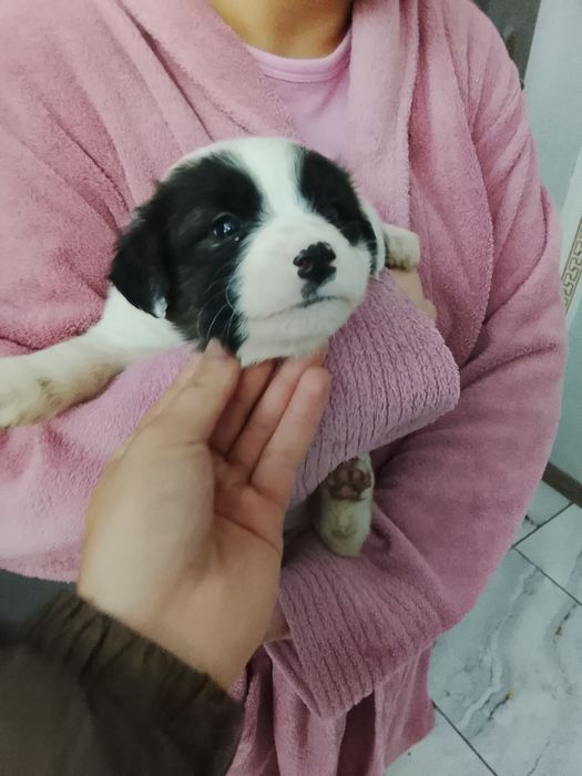 Donez câini foarte frumoși