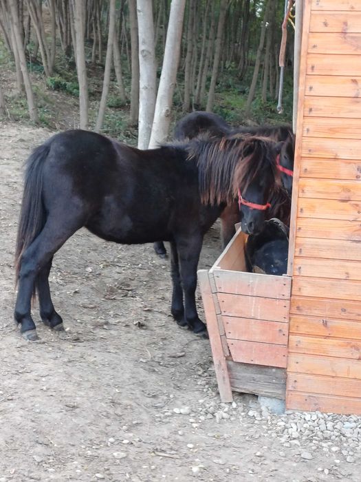 Vand armasar ponei