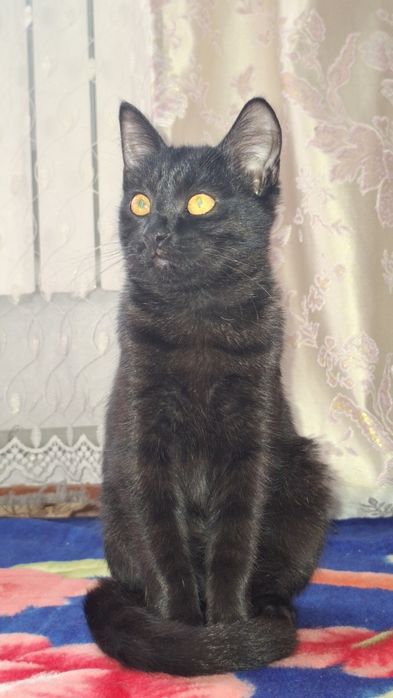 Отдам Котят в заботливые руки