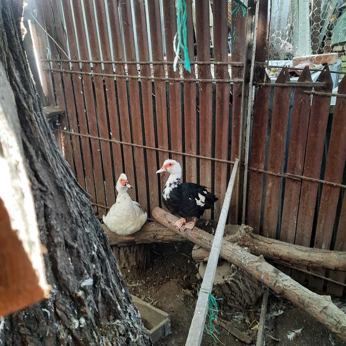 Cocos Araucana, Porumbei