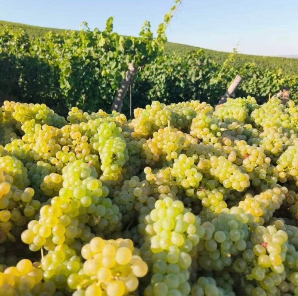 Vand struguri de vin Bacău