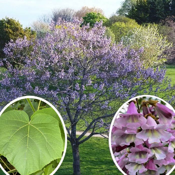 Pomi Ornamentali (Paulownia Tomentosa)