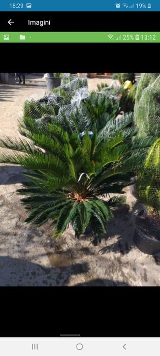 Plante ornamentale prețul difera in functie de specia si dimensiunea