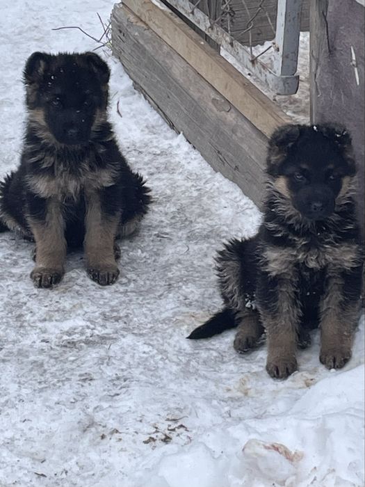 Продам немецких щенков (чистокровные).