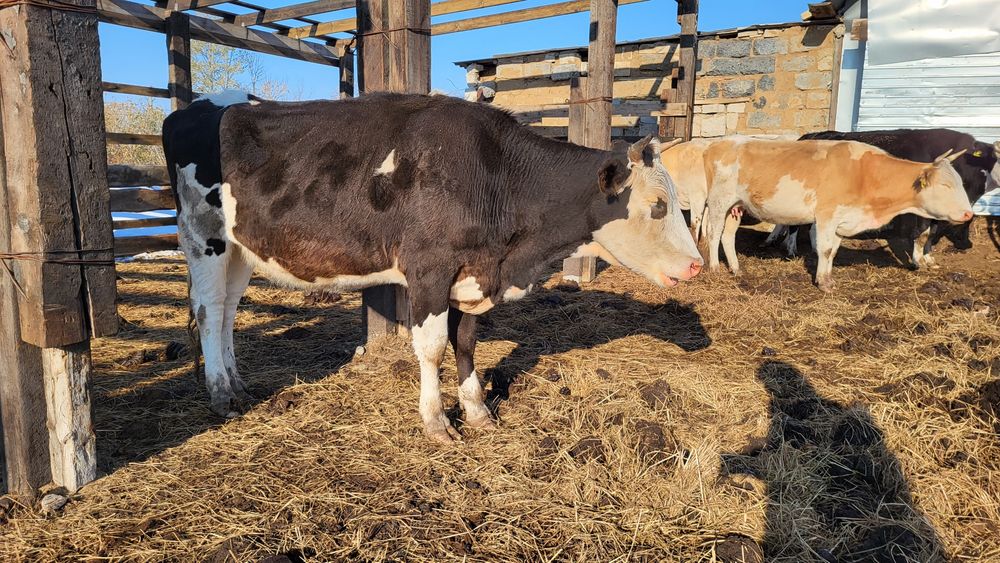 Тёлка крс корова первотёлка 2,7 года