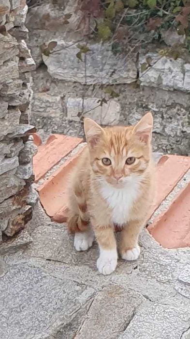 Котенцата на 2 месеца