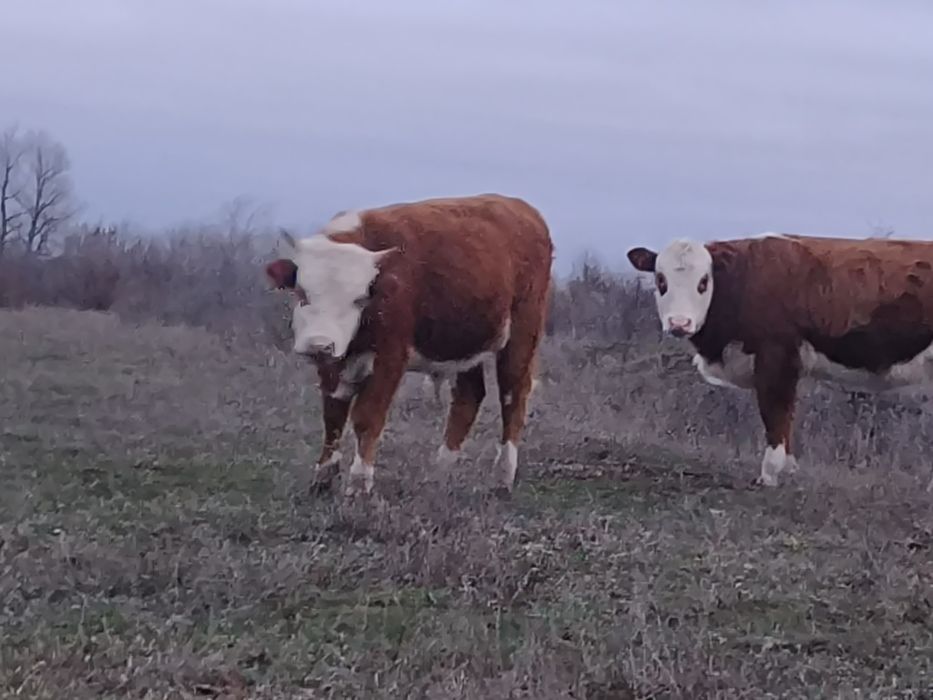 Продам подсос бычков