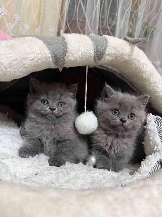 Продаются котята девочки страйты