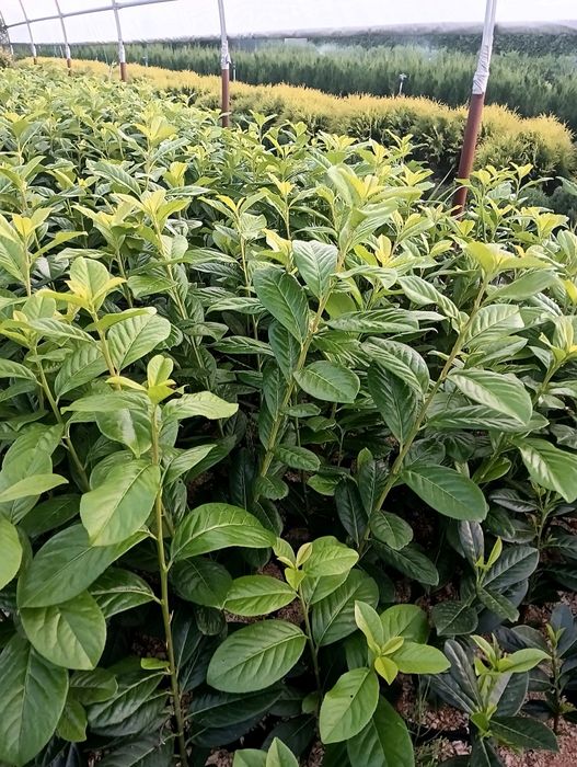 Laur Englezesc Naovita, Prunus Laurocerasus