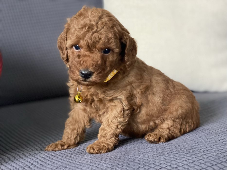 Той пуделчета той