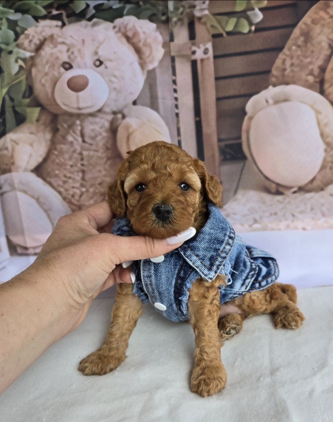 Пудел той ,мини  с родословие Poodle toy момиче