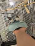 Papagali Agapornis personata culori rare, sociabili, jucausi, sanatosi