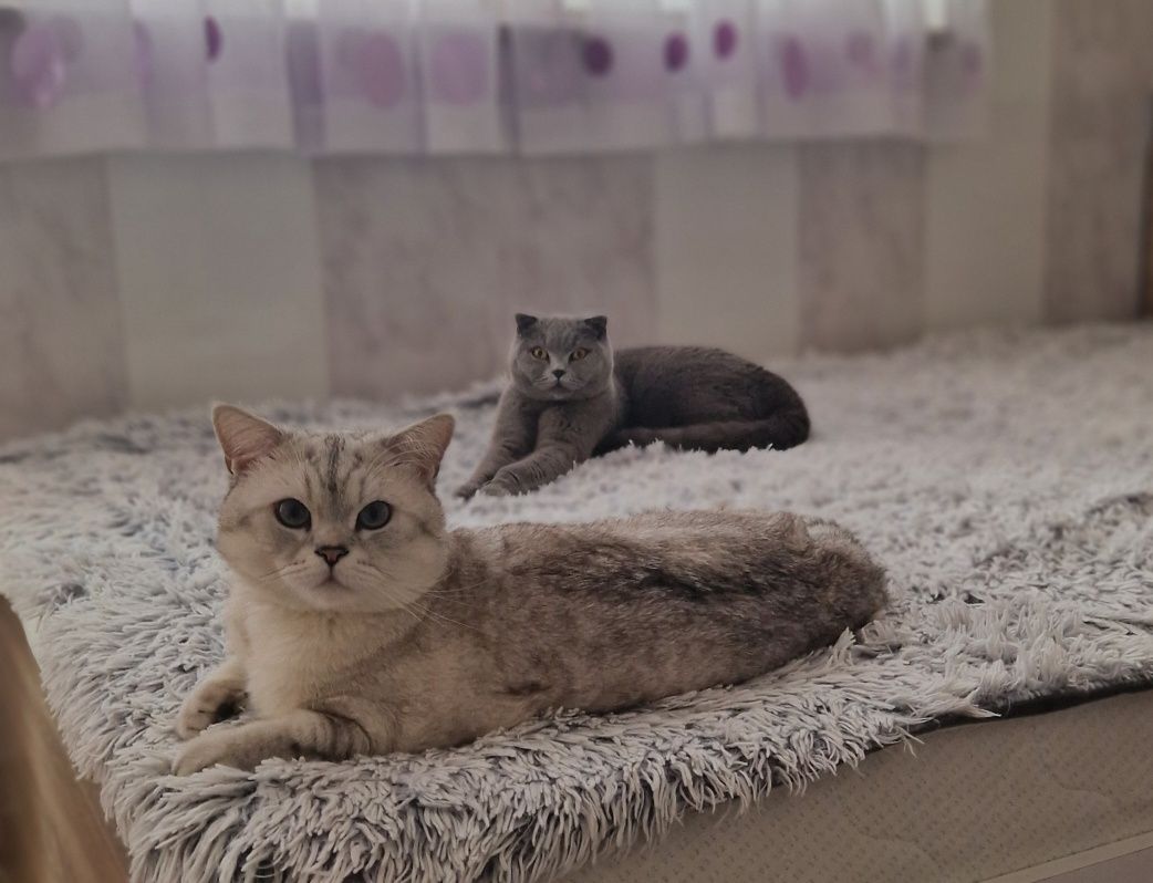 Шотландско таби,момче и момиче