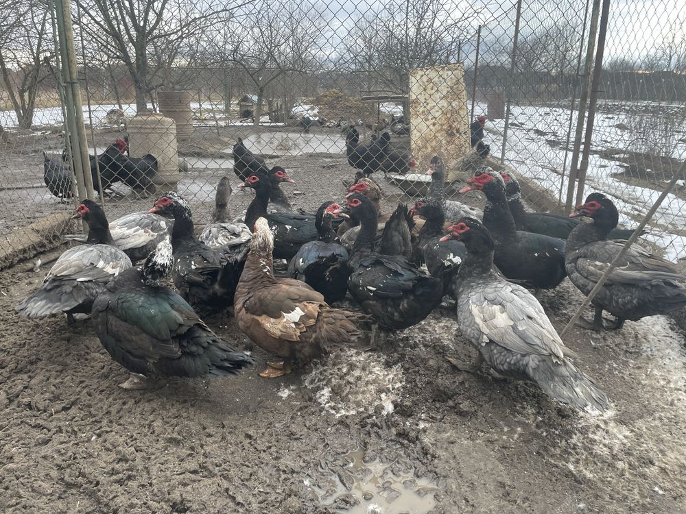 Vând rățoi albastru, negru și roșu