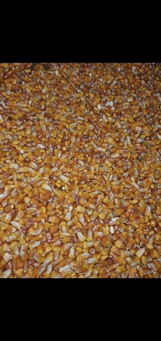 Porumb , porumb boane, porumb boabe,