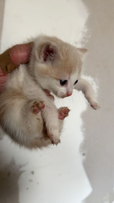 Котята. Отдам котят