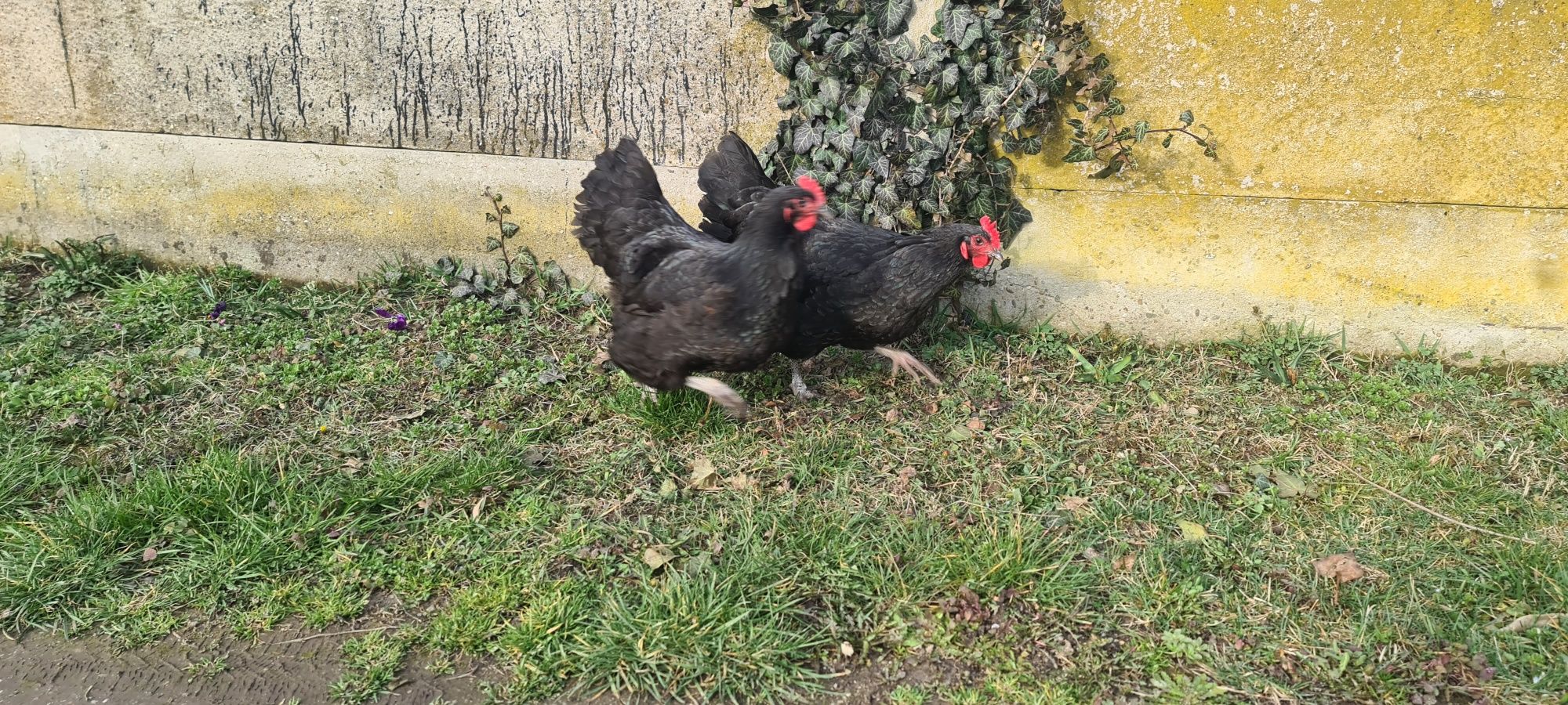 Pasari Australorp - ouă pentru incubator Australorp