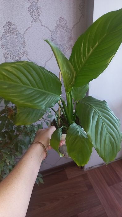 Женское счастье,  алое вера цветы комнатные