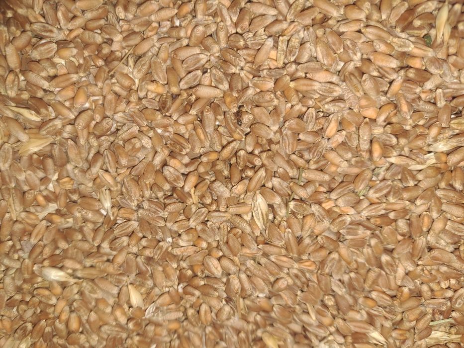 Vând grâu 2025 ,09 kg