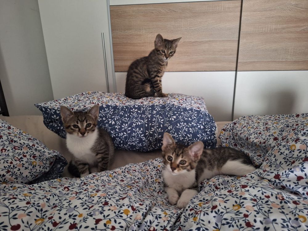 Pisicuti 2 luni jumate mama lor 1 an