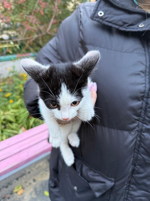 Отдам котенка ласковую девочку, возраст 1,5 месяца