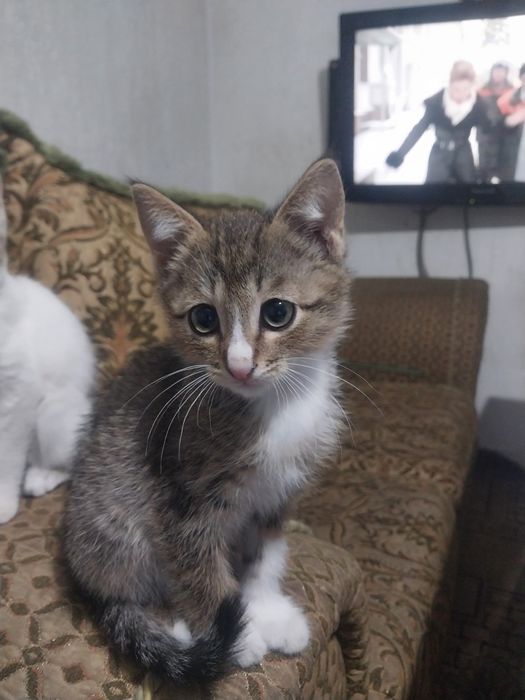 котята 3мес , 2 девочки,  и 1 мальчикобработанные от блох и паразитов