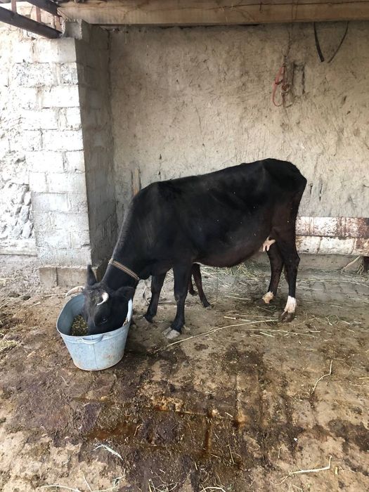 Ona bola mol sotiladi