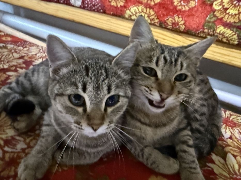 Отдам в добрые руки двух очаровательных котиков