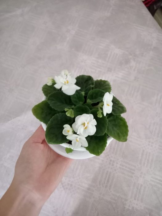 Продам комнатные растения