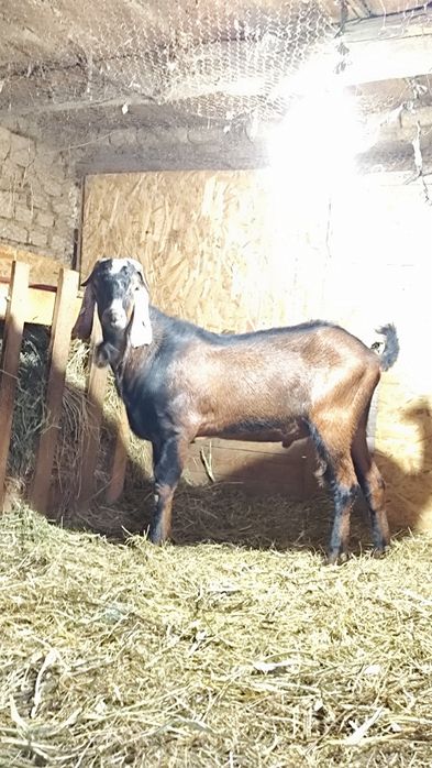 Van țap  Anglo Nubian care are 1,5 ani   la prețul de 1300 de lei