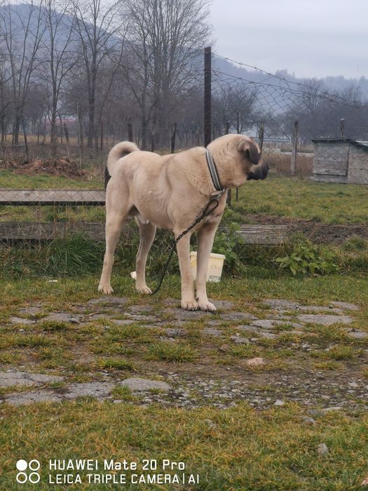 Kangal de vanzare