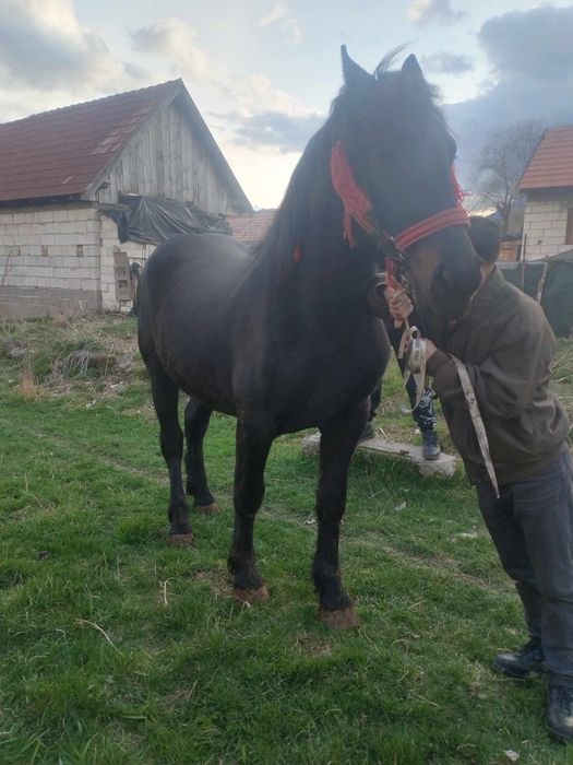 Vând cal de 3 ani și iapa de 5 ani