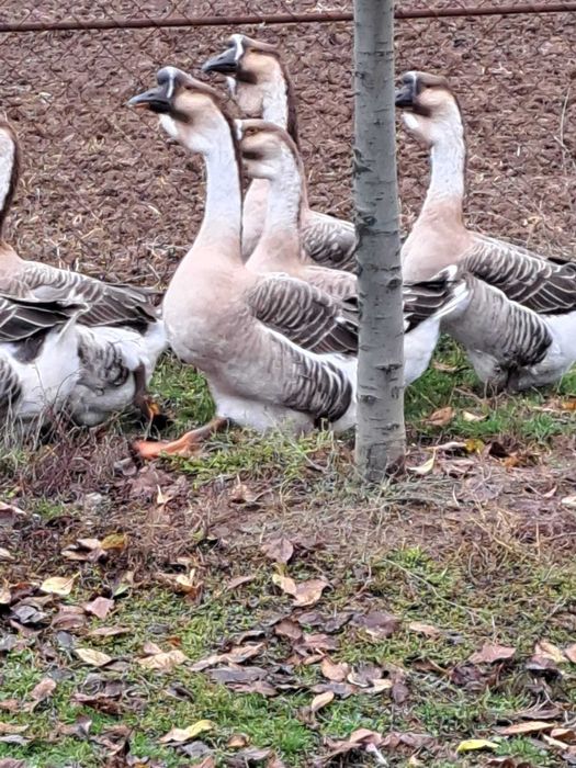 Gaste si Gascani Superbi