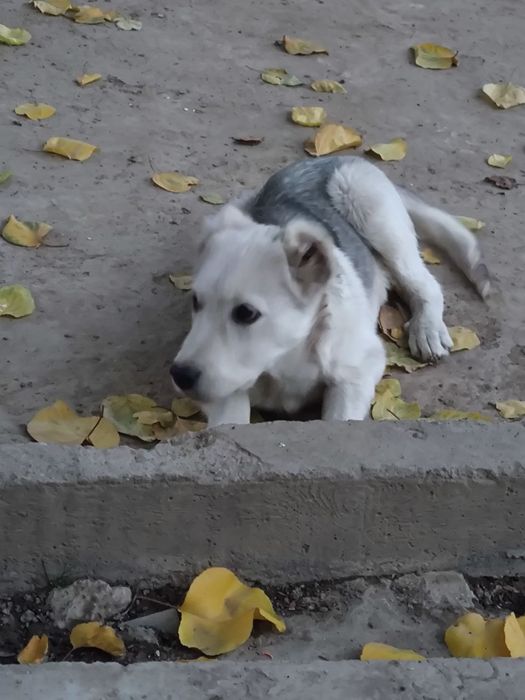 Yaxshi mexribon insonlarga bervoriladi kuchuk bola 3  4 oylik oʻgʻil