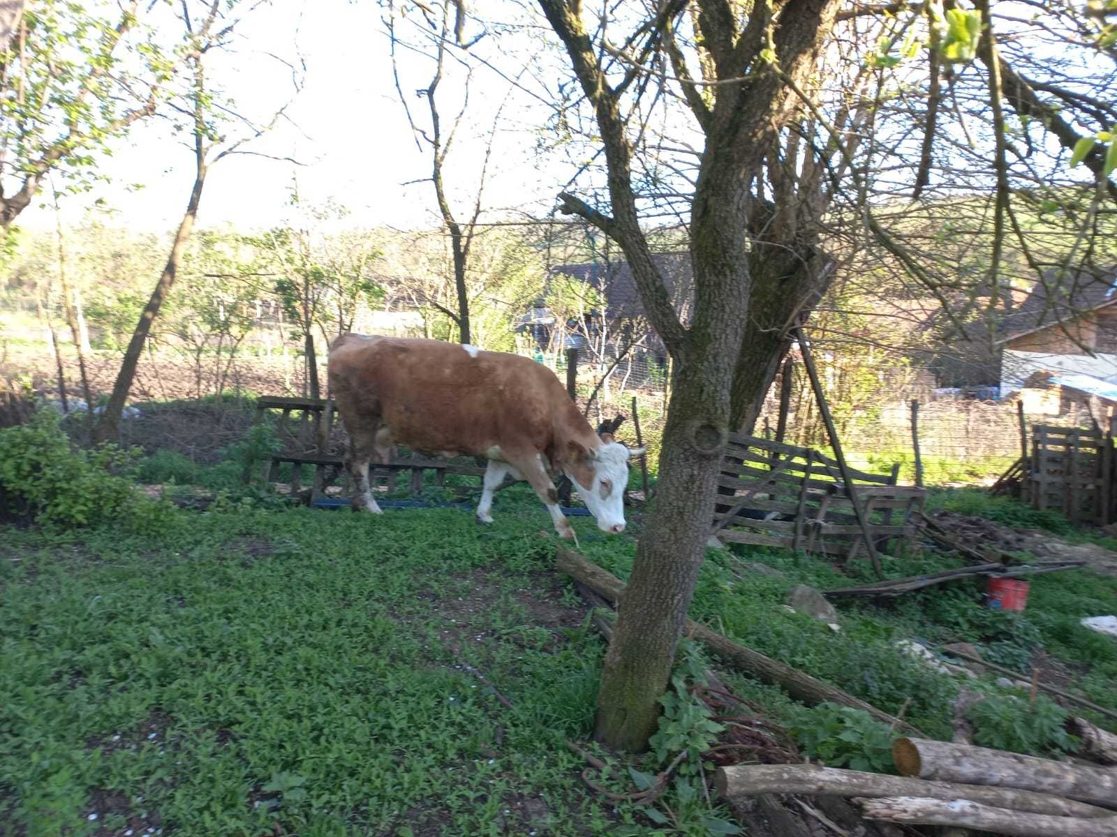 vand foarte avantajos vaca din rasa Baltata Romaneasca