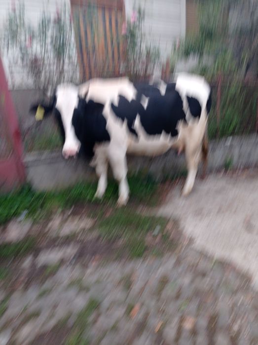 Vând vaca mai multe detalii la telefon