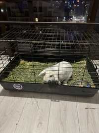 Продается декоративный кролик с клеткой