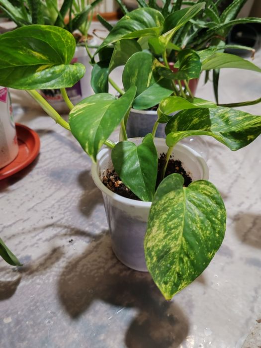 Комнатные растения, цветы для дома, офиса