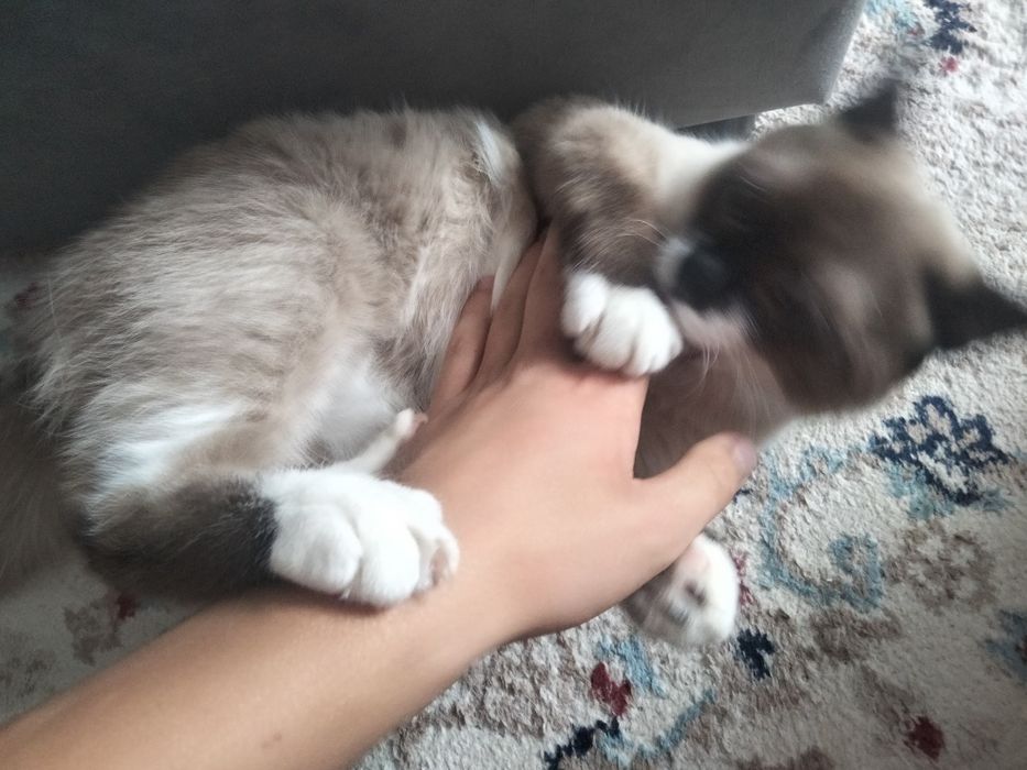 Продам сиамского кота