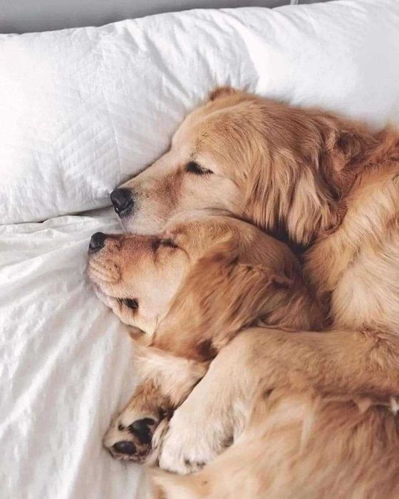 Голдън ретривър момче